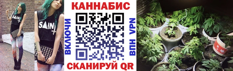 купить  сайты  Кудрово  Шишки марихуана сатива 